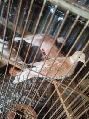 Australian Dove