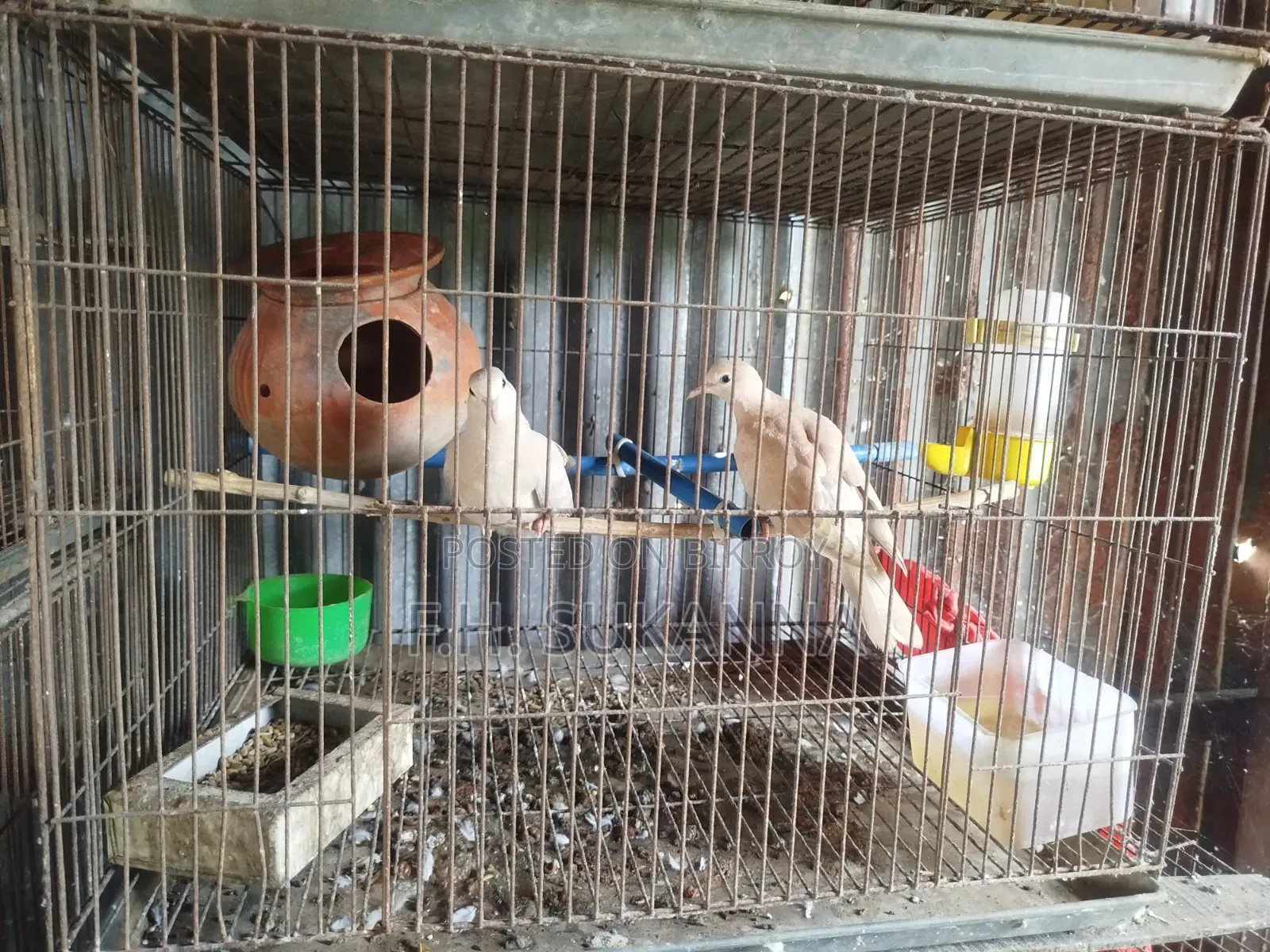Australian Dove