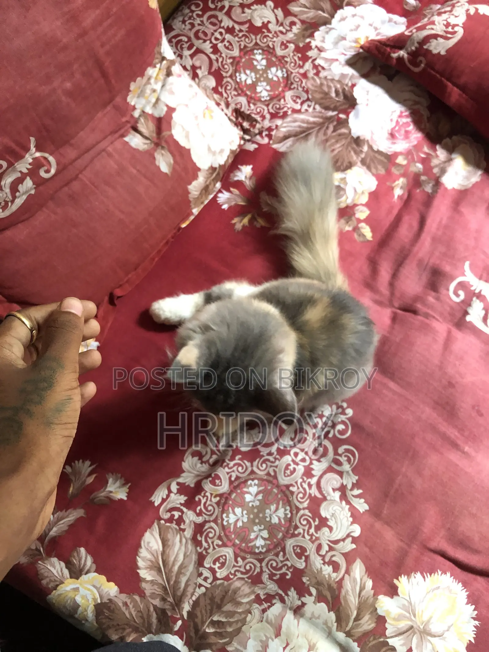 1-3 Months Female Purebred Persian