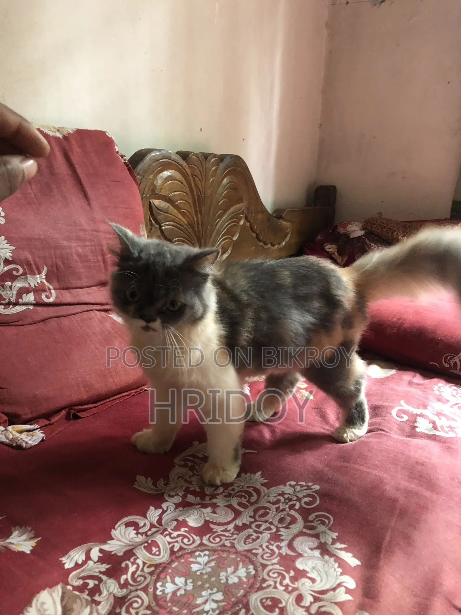 1-3 Months Female Purebred Persian