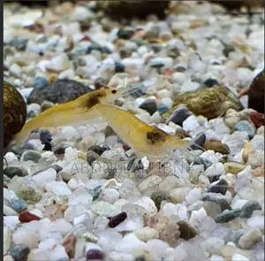 Yellow Shrimp Baby