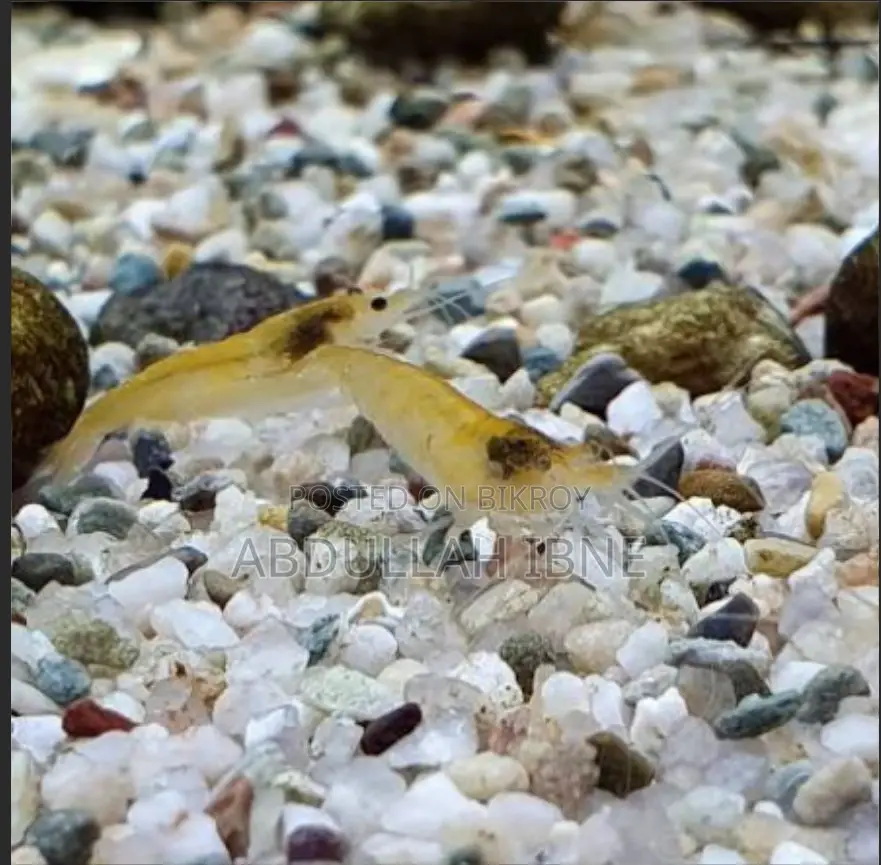 Yellow Shrimp Baby