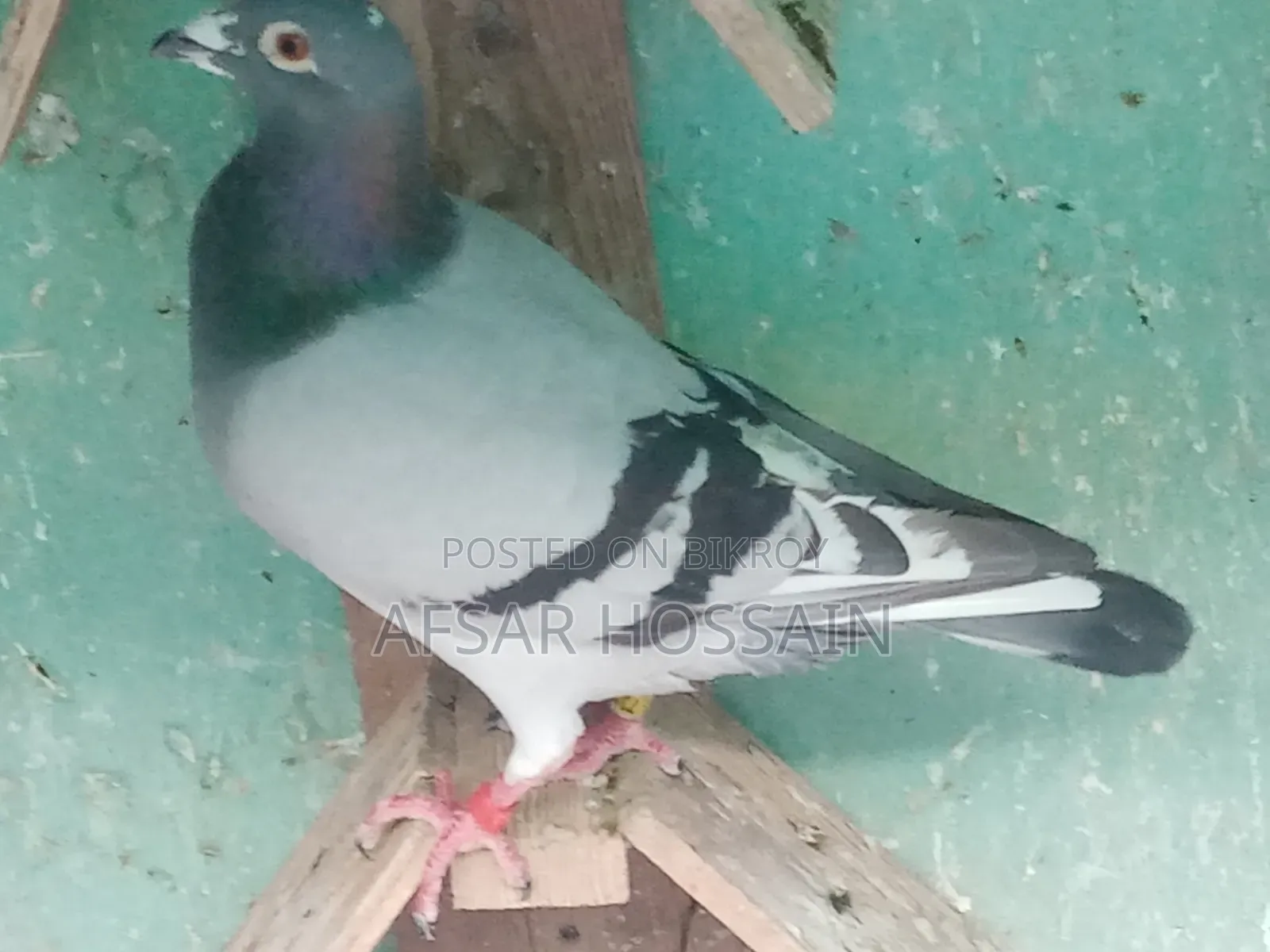 রেসার পায়রা