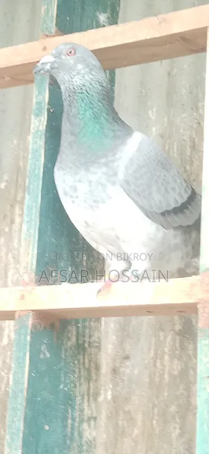 রেসার পায়রা