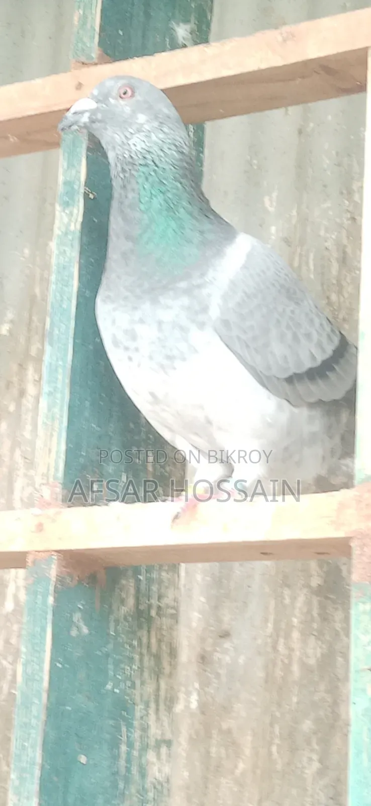 রেসার পায়রা