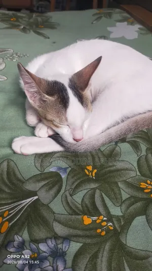 ৩-৬ মাসের স্ত্রী খাঁটি বেঙ্গল