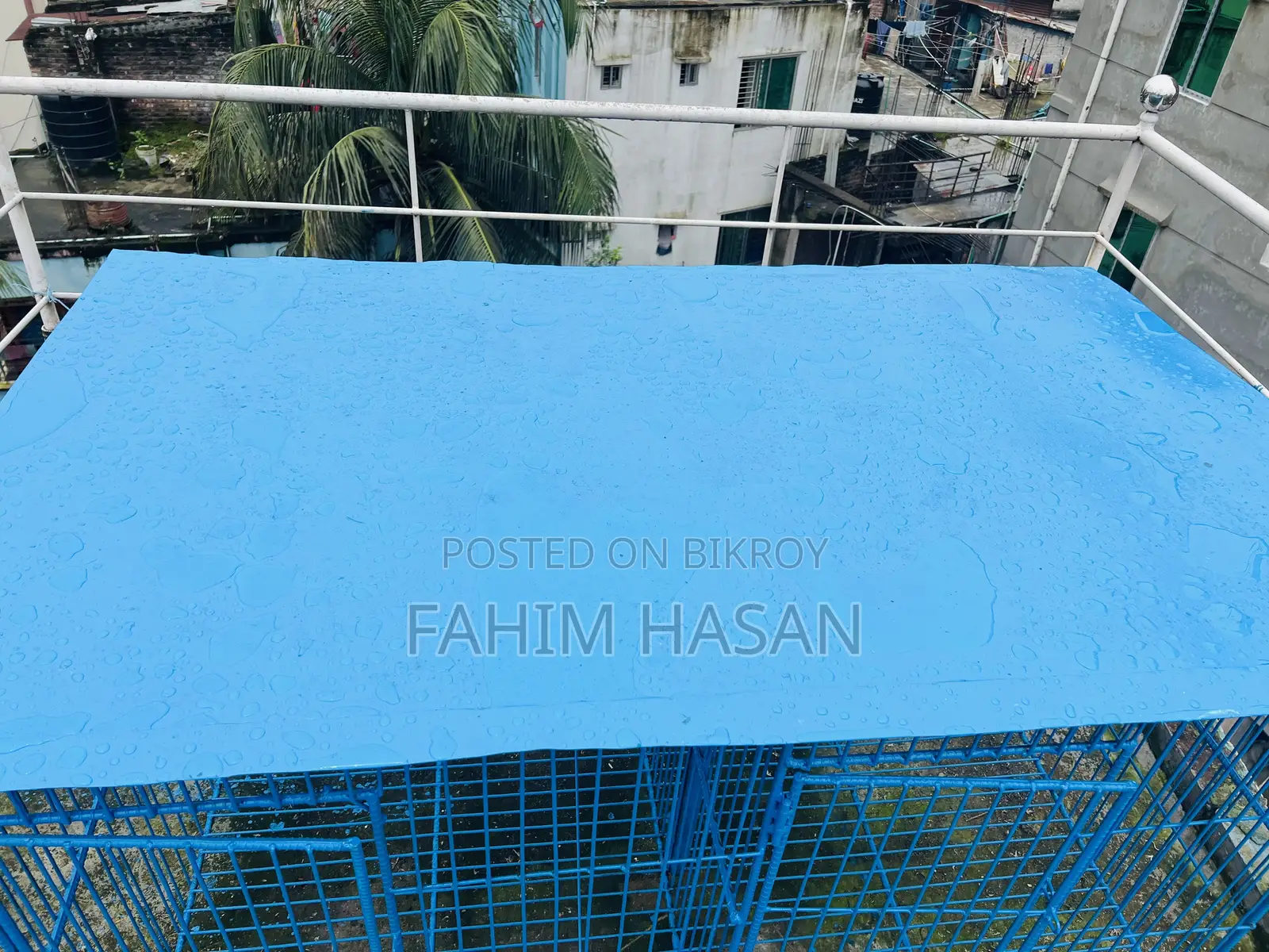 কবুতরের ধাপড়ি