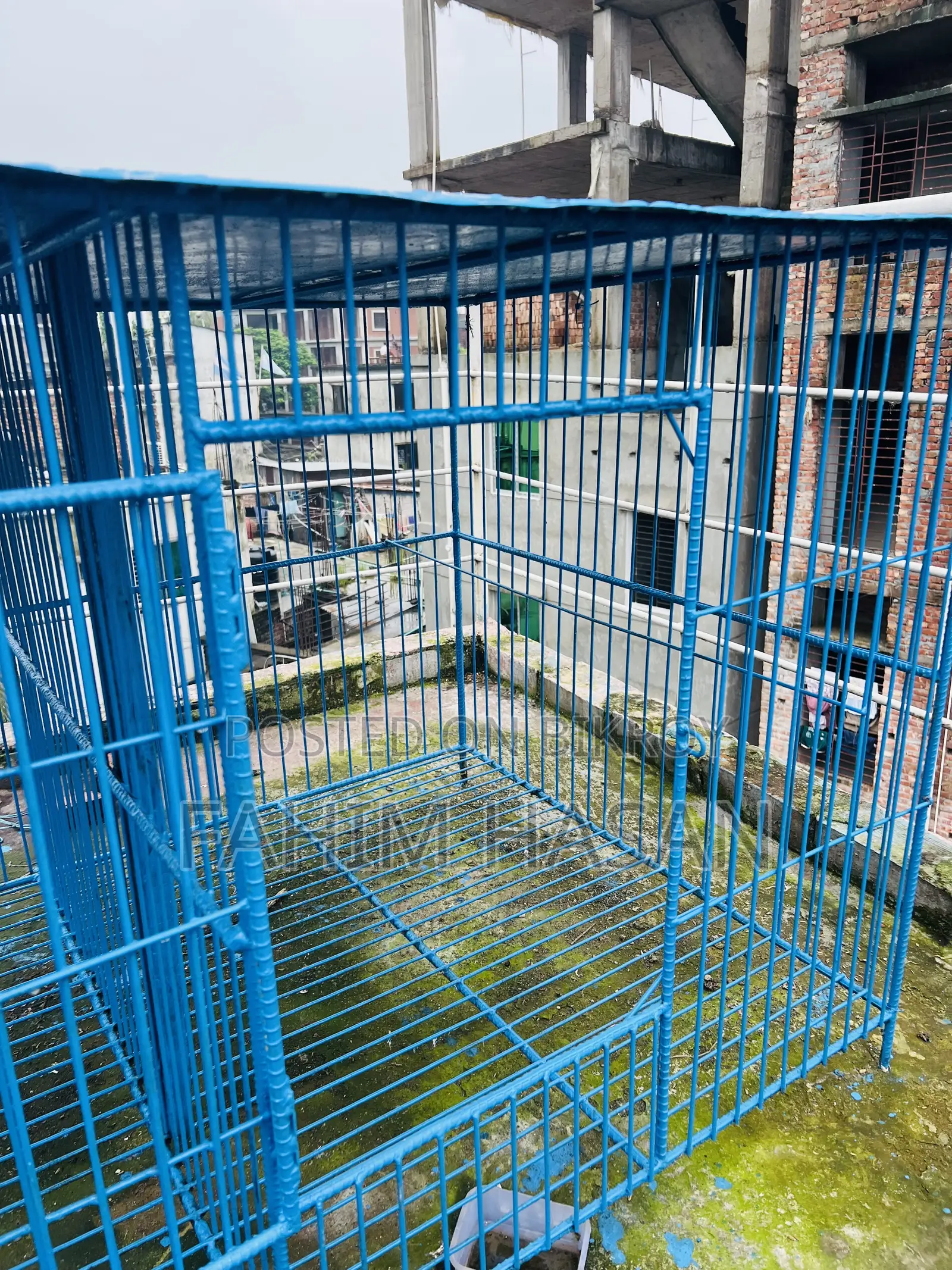 কবুতরের ধাপড়ি