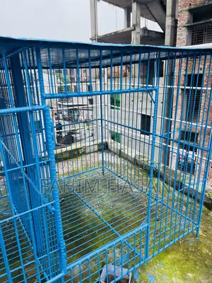 কবুতরের ধাপড়ি
