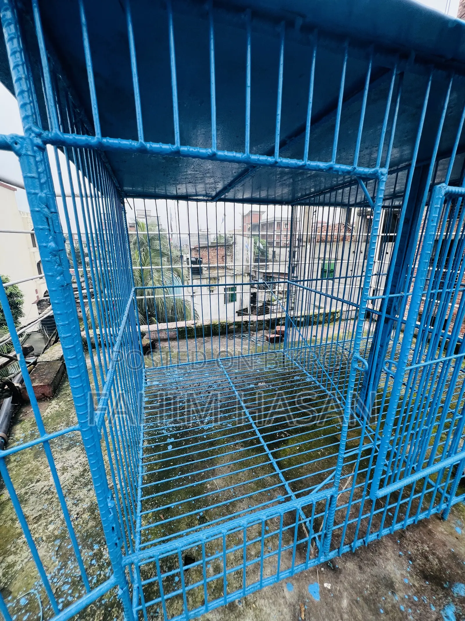 কবুতরের ধাপড়ি