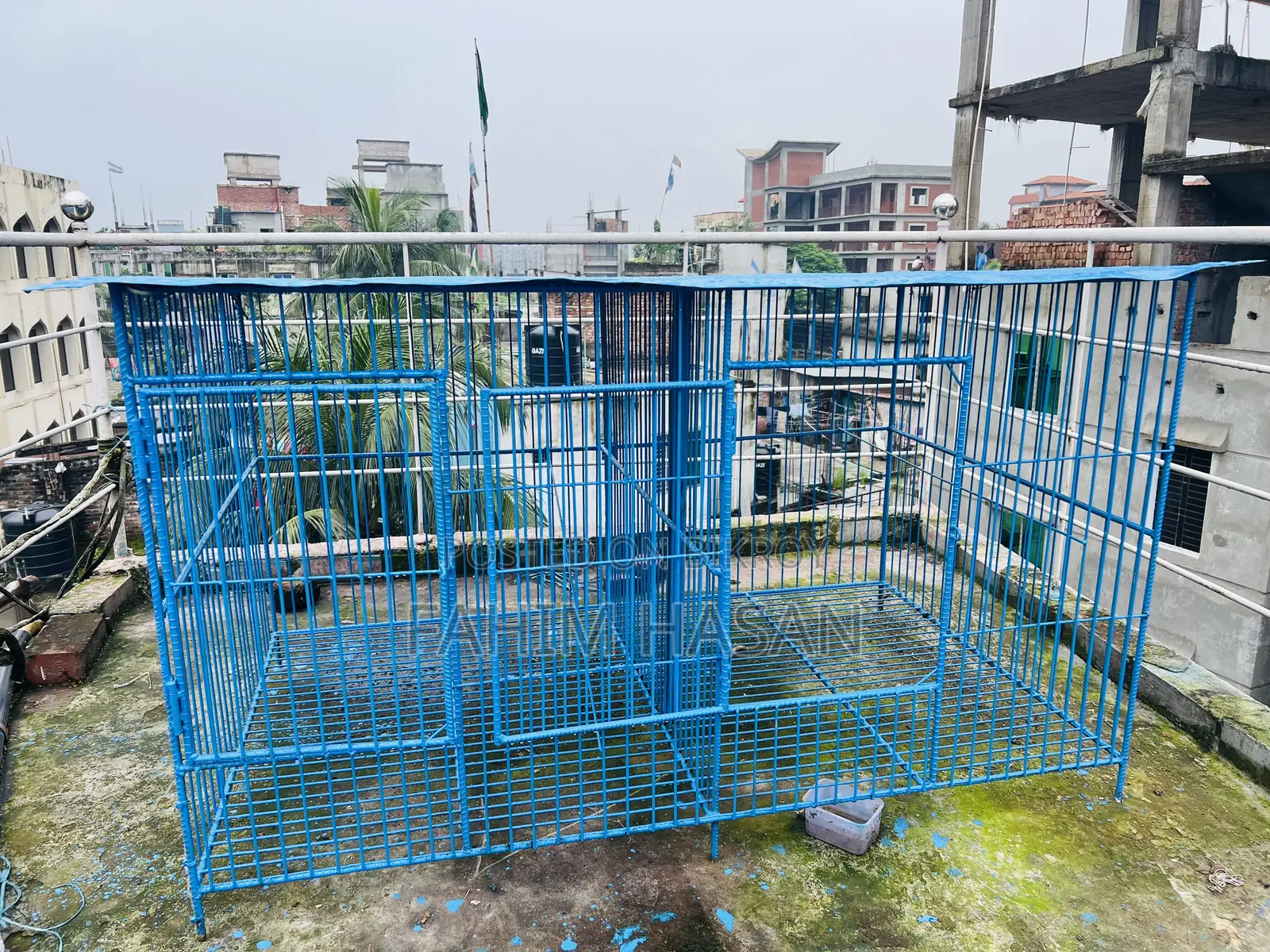 কবুতরের ধাপড়ি