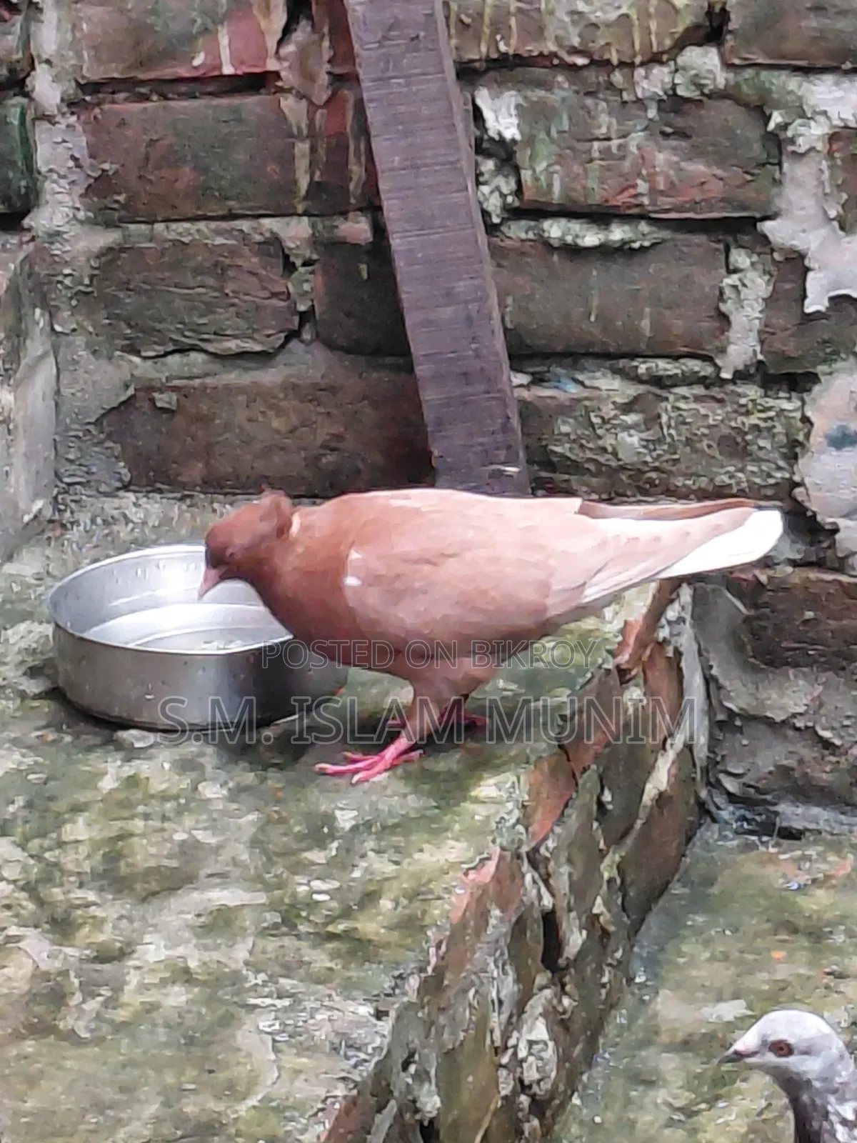 বোম্বাই কবুতরের বাচ্চা