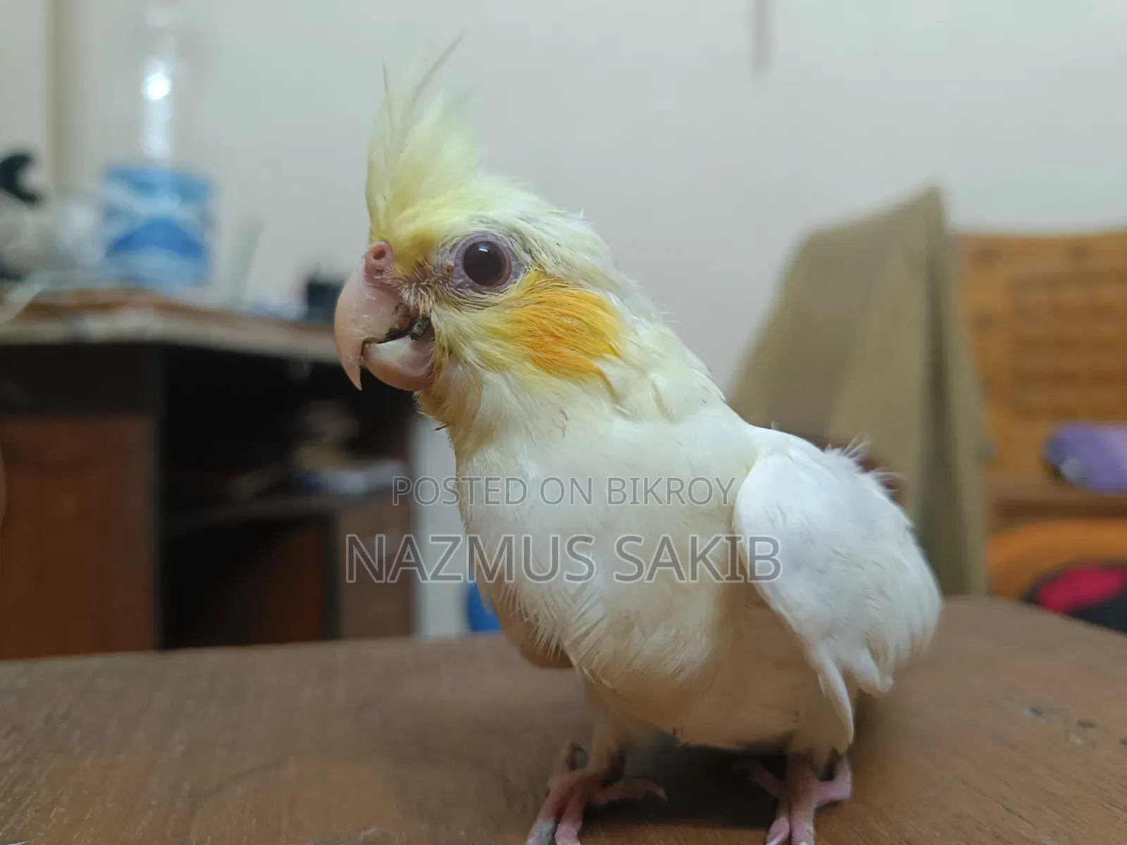 Cockatiel Baby Bird Tame Size