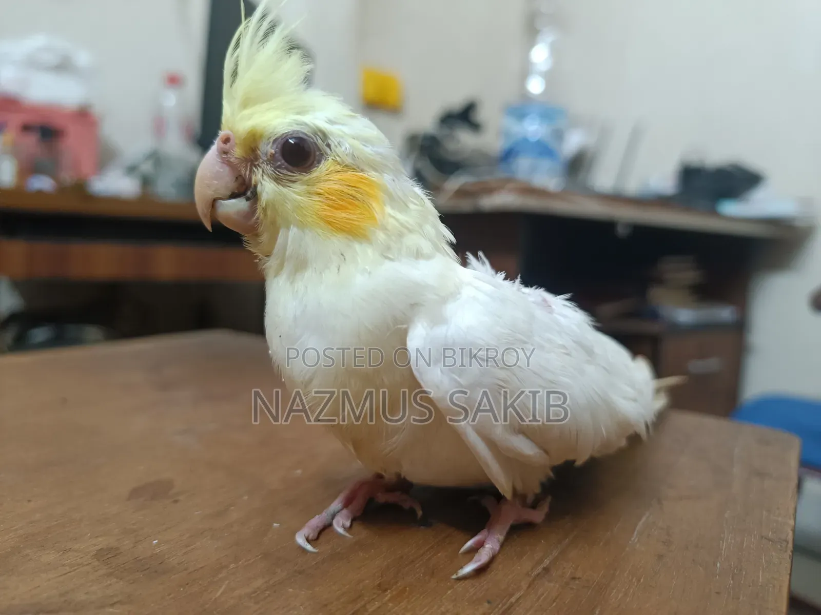 Cockatiel Baby Bird Tame Size