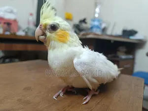 Cockatiel Baby Bird Tame Size