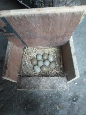 কিং কোয়েল পাখি