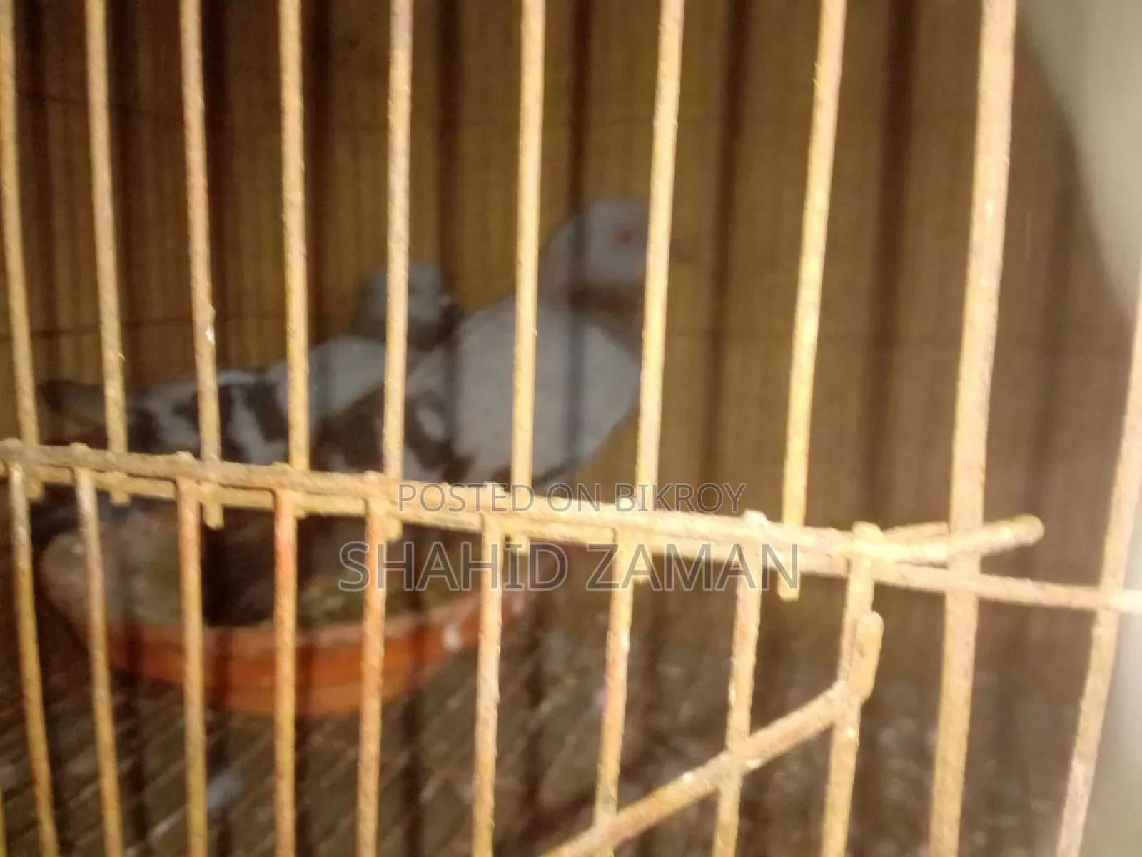 বুনো জালালী
