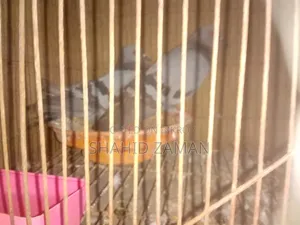 বুনো জালালী