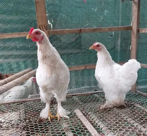 Roosters and Hens for Sale