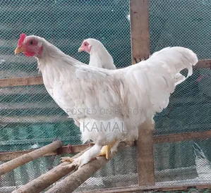 মোরগ-মুরগী বিক্রি হবে