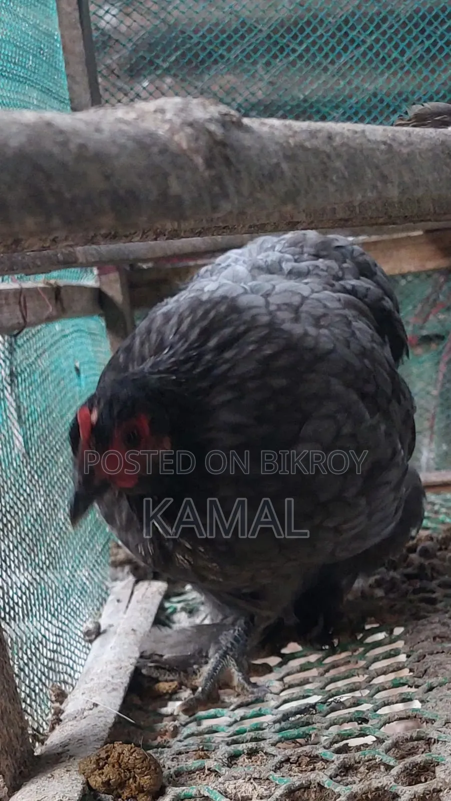 মোরগ-মুরগী বিক্রি হবে