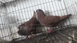 Red Chulli Pigeon Pair