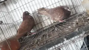 Red Chulli Pigeon Pair