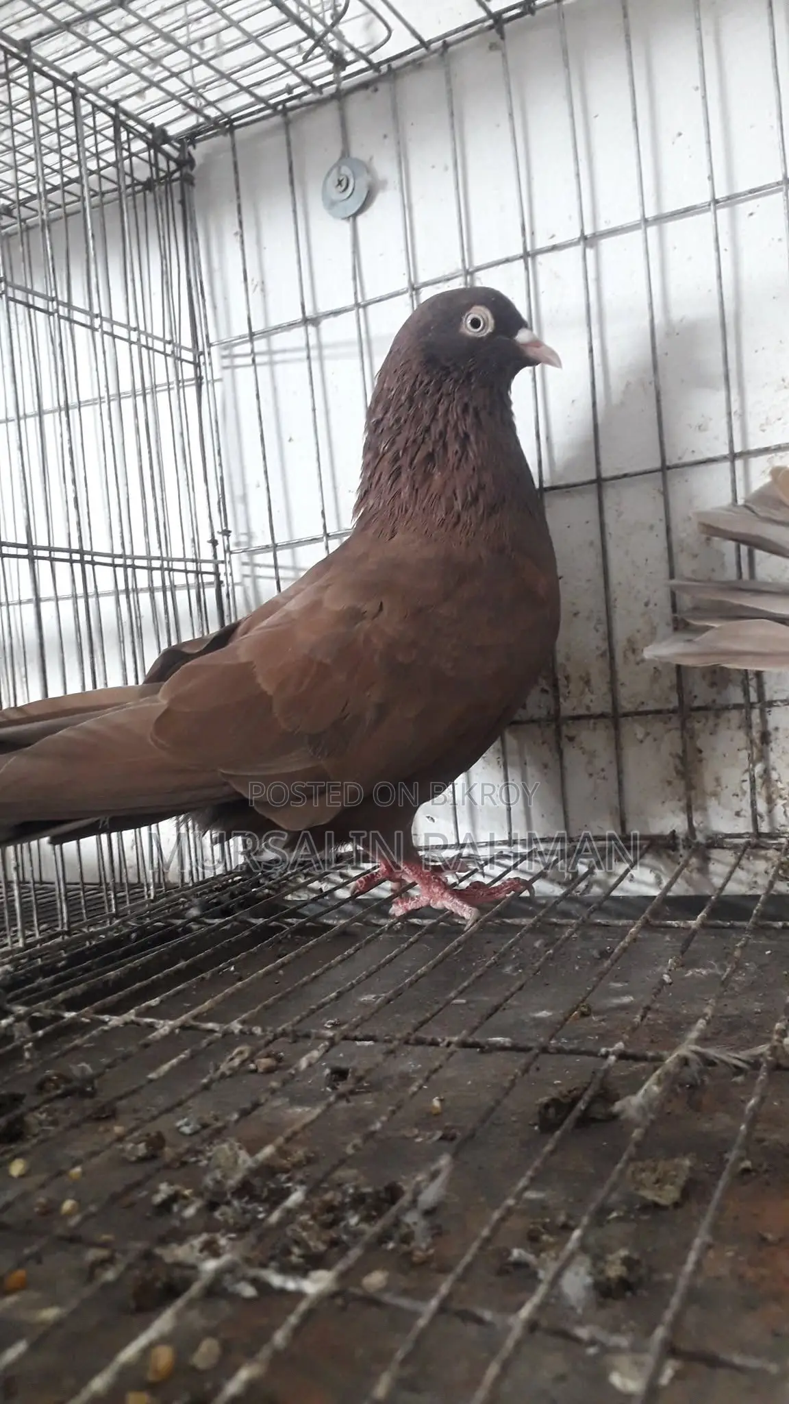 Red Chulli Pigeon Pair