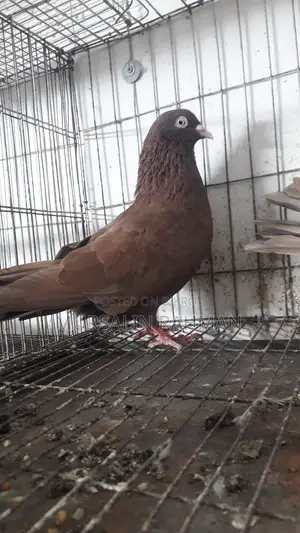 Red Chulli Pigeon Pair