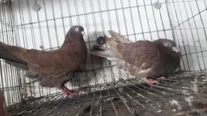 Red Chulli Pigeon Pair