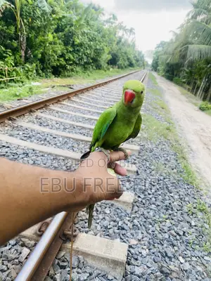 টেম করা টিয়া পাখি