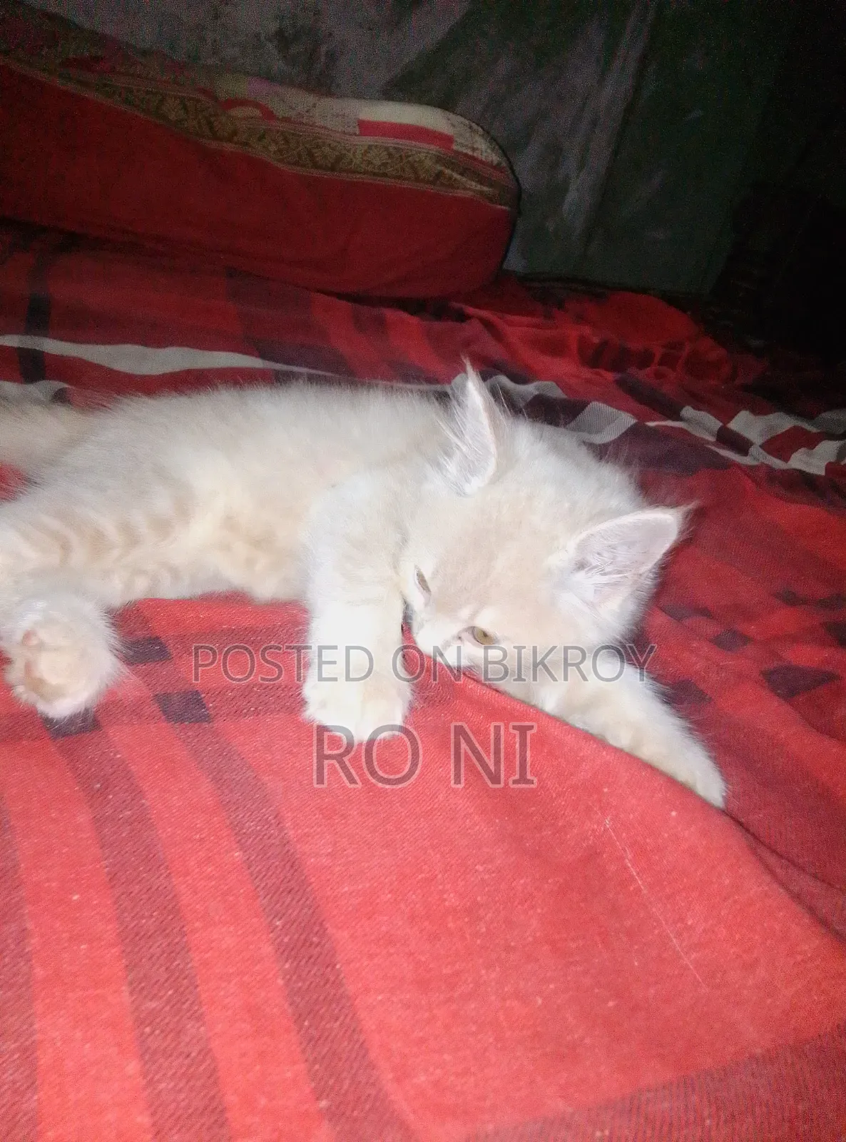 1-3 months Female Purebred Exotic