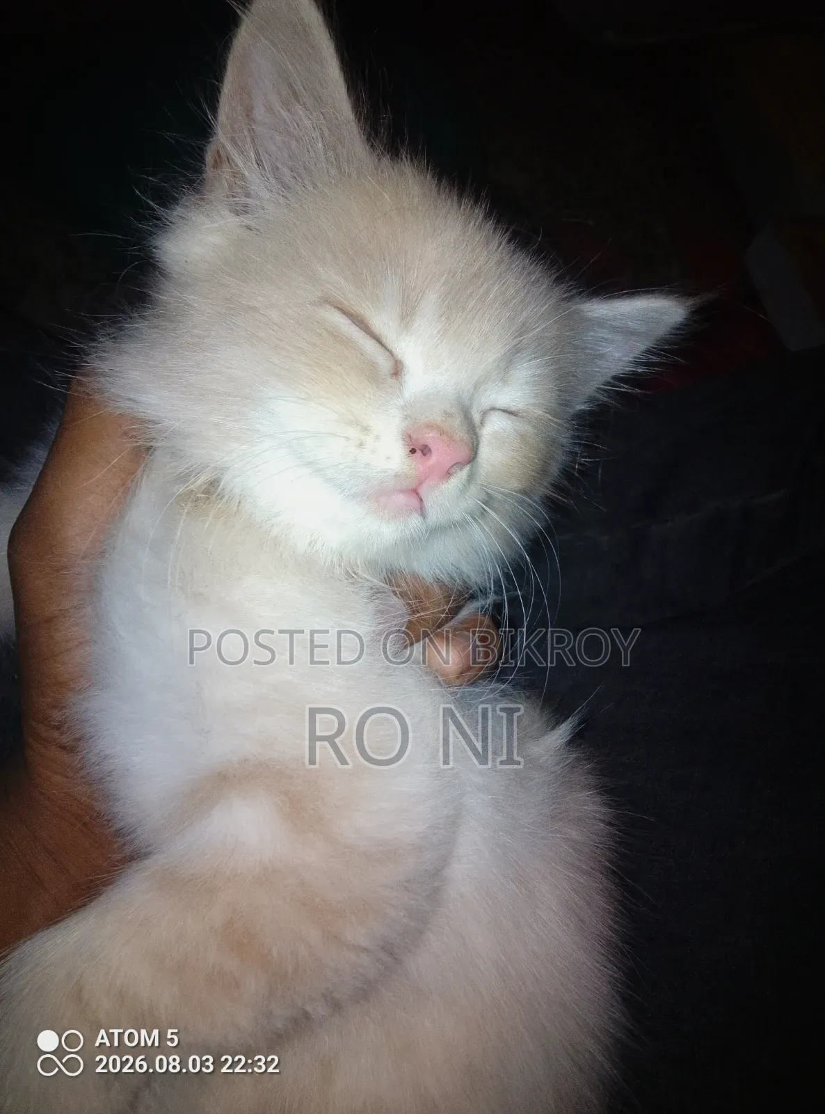 1-3 months Female Purebred Exotic