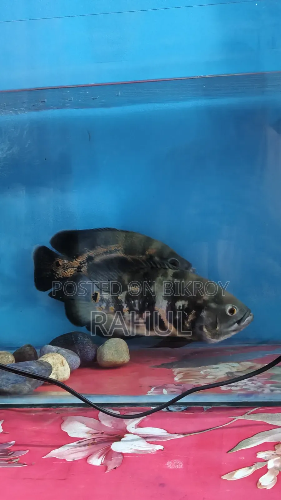 ব্ল্যাক টাইগার অস্কার