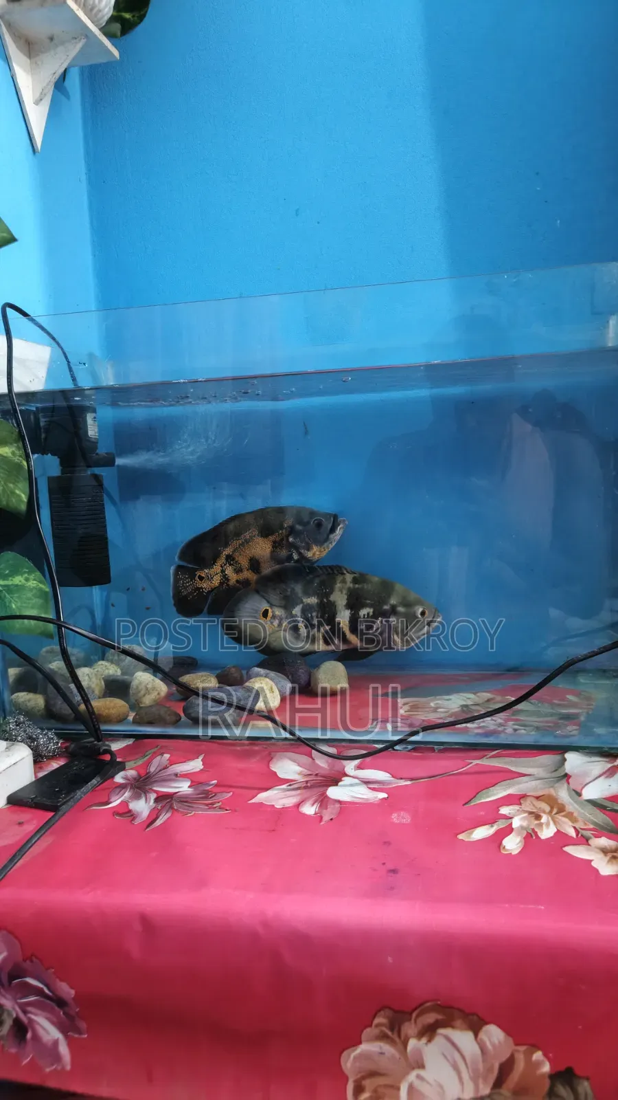 ব্ল্যাক টাইগার অস্কার