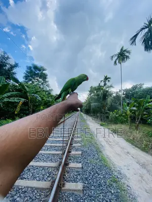 টেম করা টিয়া পাখি