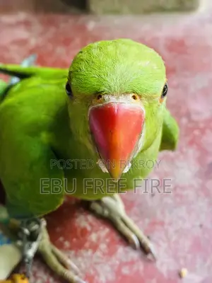 রিংনেক বাচ্চা টিয়া