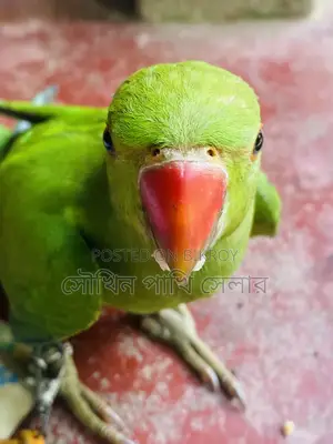 Ringneck Baby Parrot