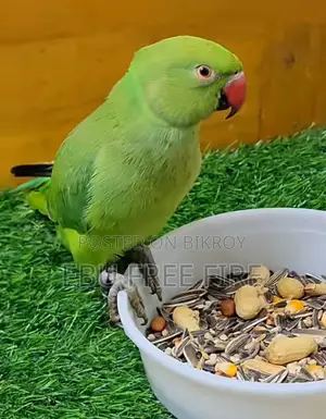 রিংনেক টিয়া বাচ্চা