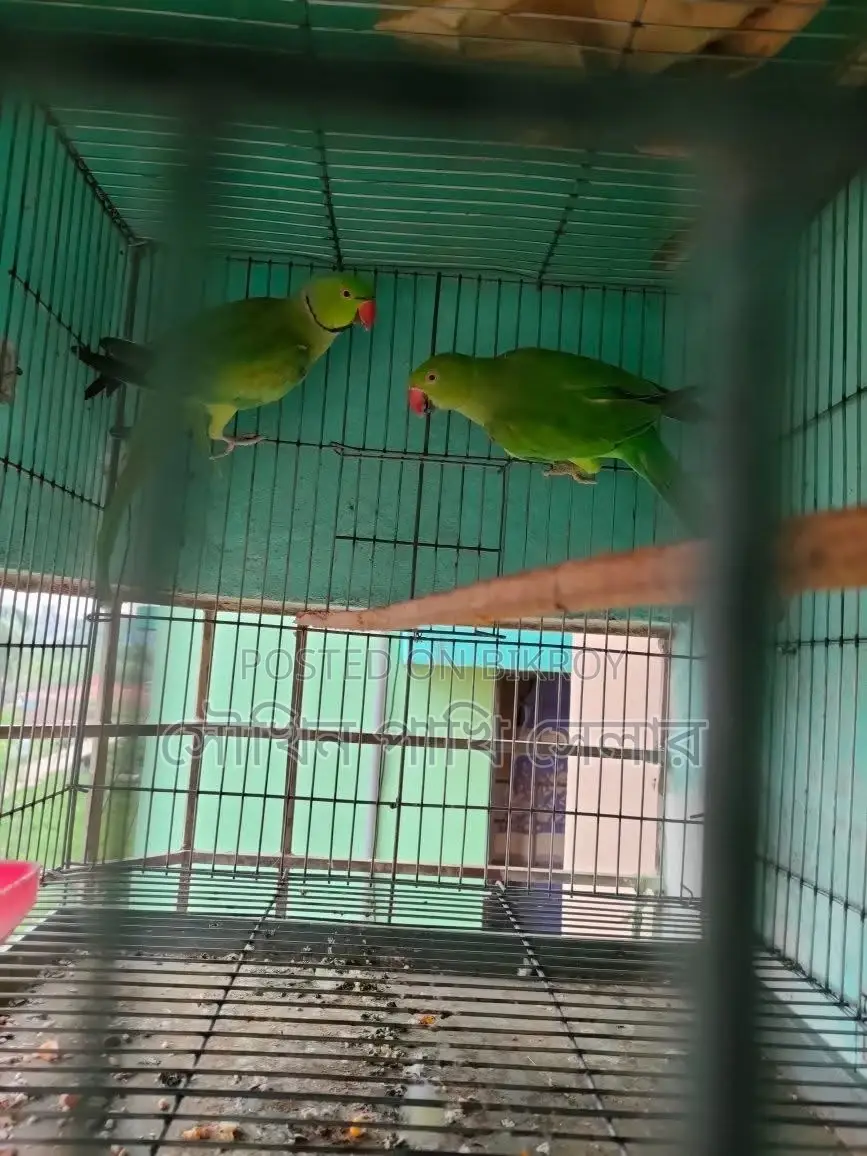 Adult running pair