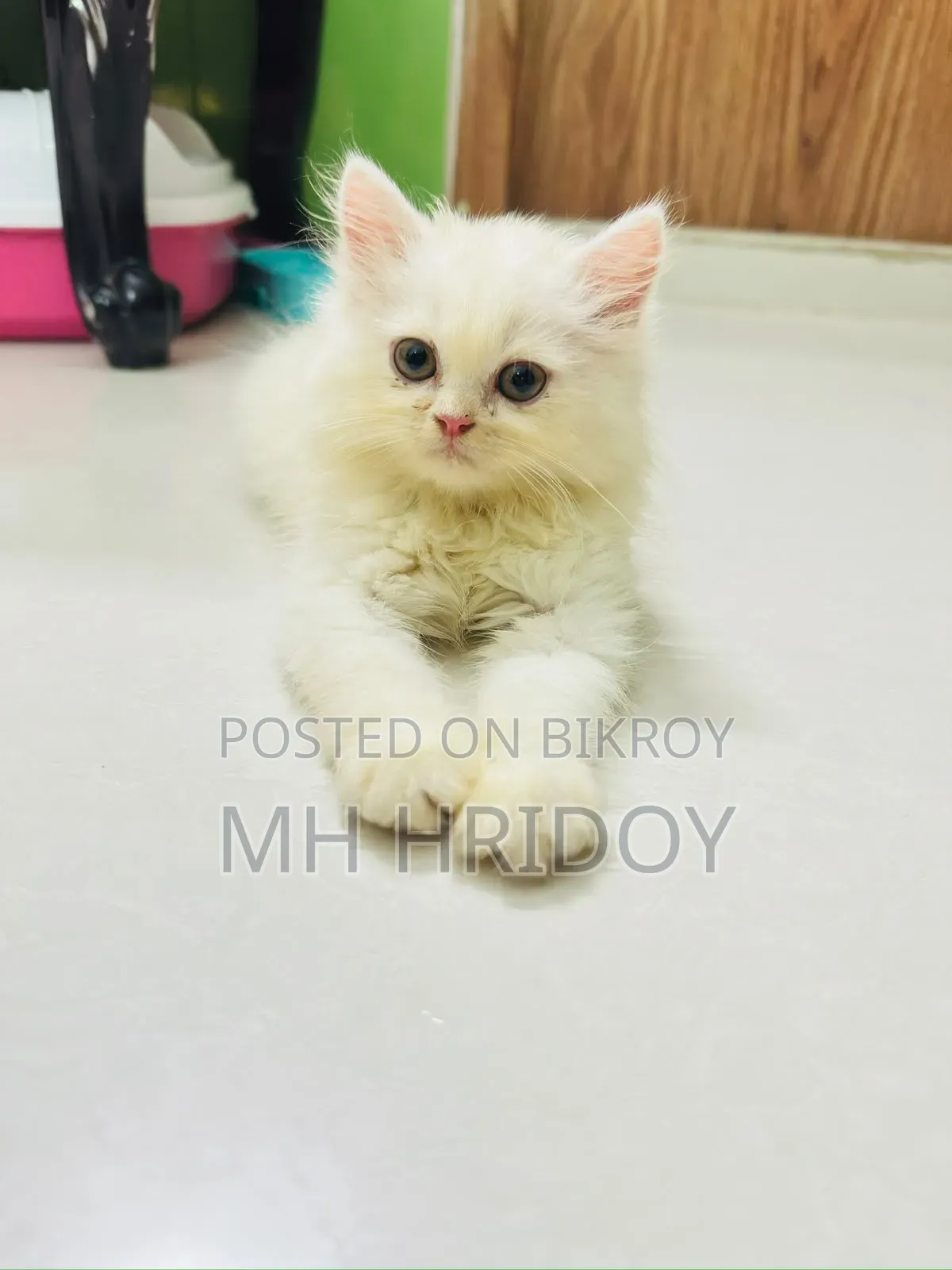 ১-৩ মাসের ফিমেল পিওরব্রেড পার্সিয়ান বিড়াল