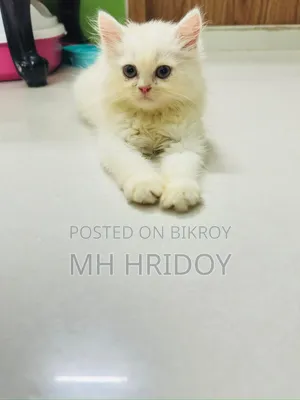 ১-৩ মাসের ফিমেল পিওরব্রেড পার্সিয়ান বিড়াল
