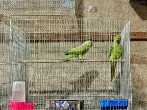 জোরা রিংনেক ডিম বাচ্চা করছে নিতে চাইলে ইনবক্সে
