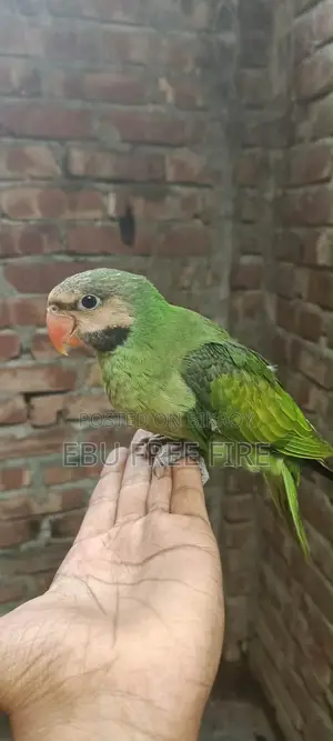 ফুল টেম করা তোতা