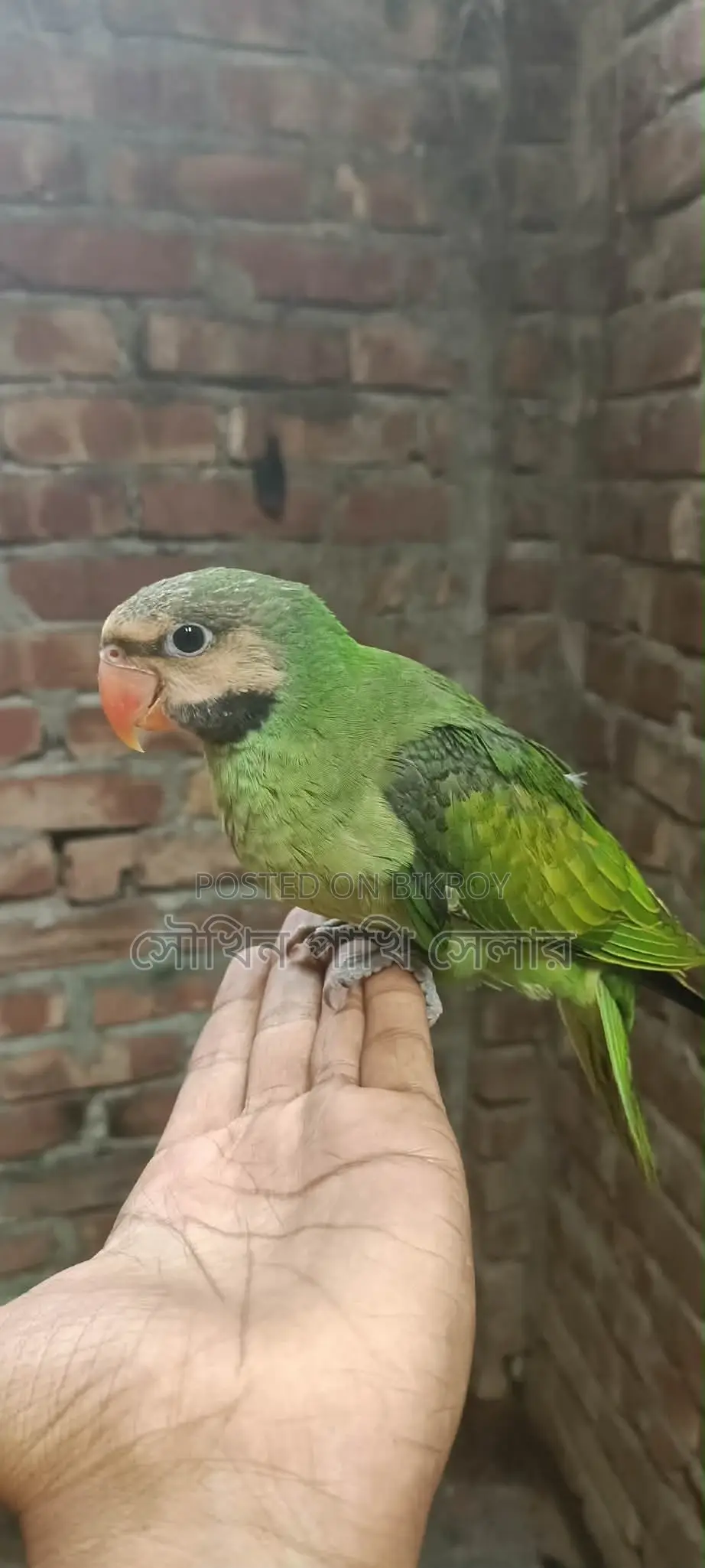 Fully Trained Tame Parrot