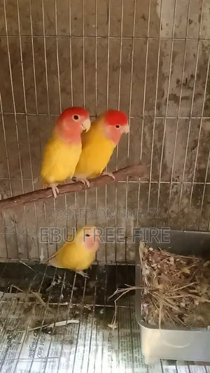 পাখি