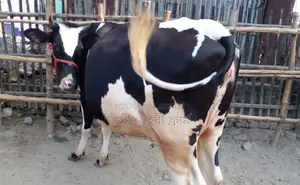 Sale of 1496 No. Improved Breed Dairy Cow.