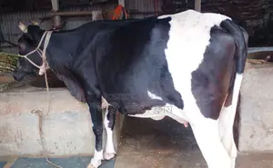 Cow number 1497 will be sold.