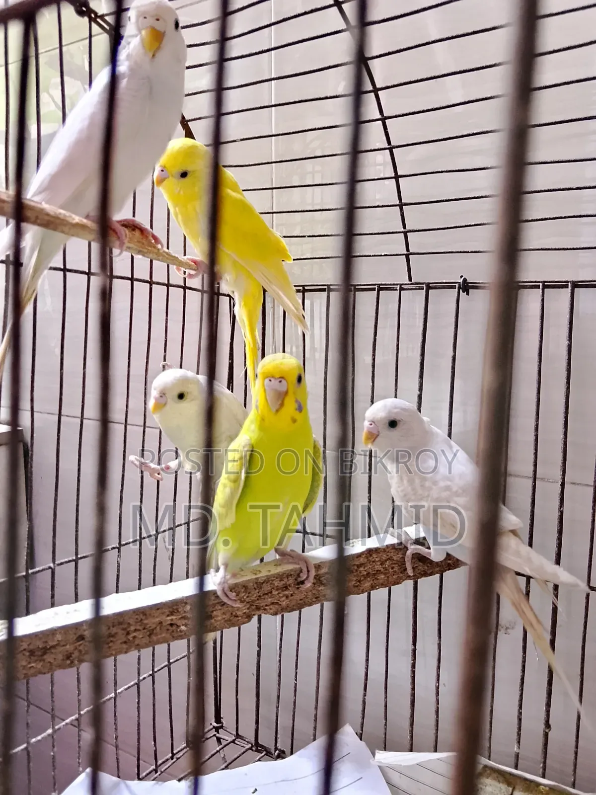 Budgerigar Bird