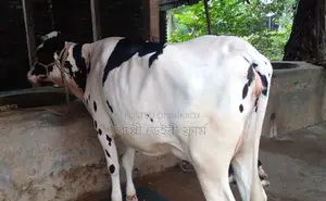 Buy good breed cow no. 1498.
